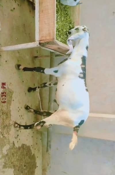goat03041979402