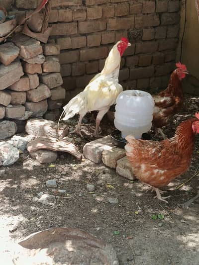 Aseel Heers breeder for sale