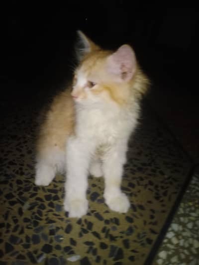 full tam and healthy play full home breed