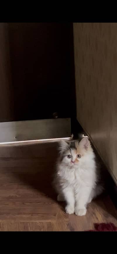 Printed persian cat