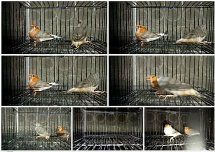 half orrange finch pair for sale breeder