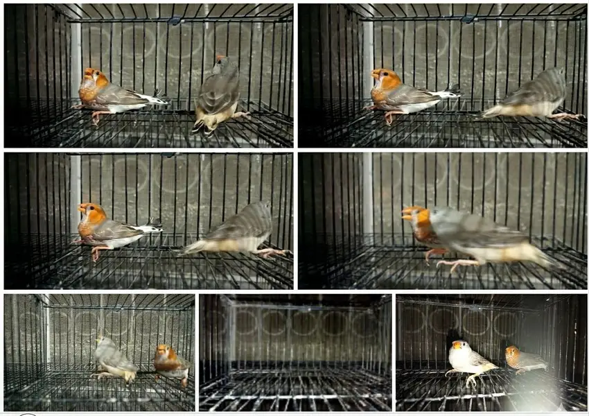 half orrange finch pair for sale breeder no exchange