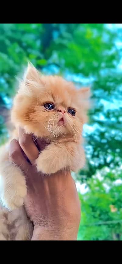 Piki face Persian kitten cat