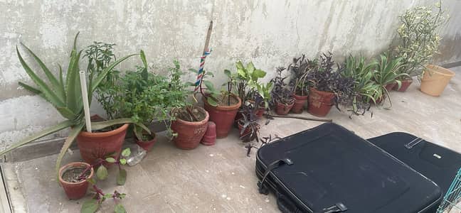 Plants for sale