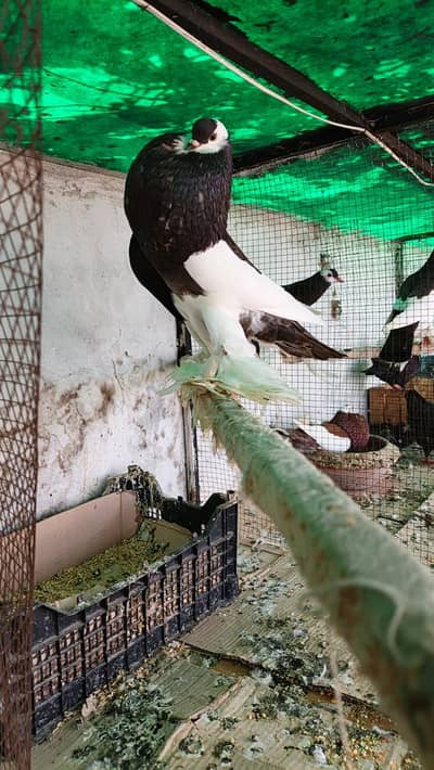 Black Magpai Pouter Breeder pair