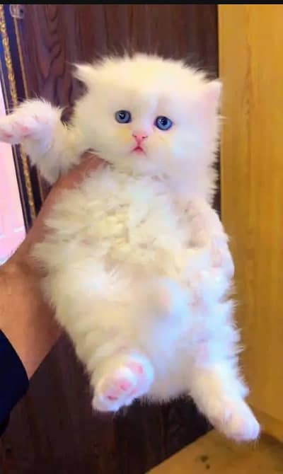 (Persian female kitten) (my WhatsApp number 0329-70-43-995