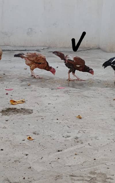 Aseel Hens
