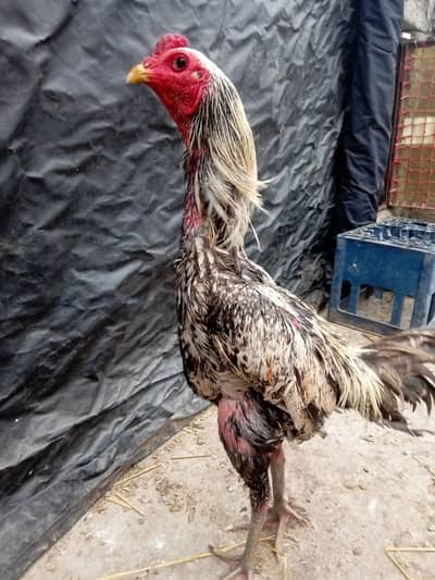 pure barmi murgi available