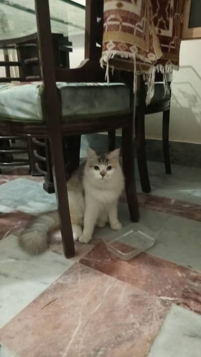 sell cat