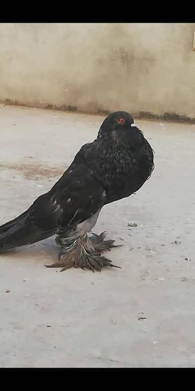 gubbara pigeon