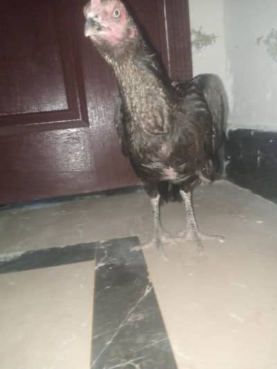female hen for sale . .
