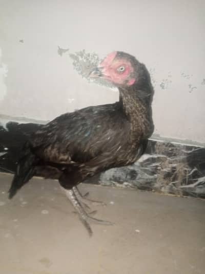 female hen for sale . .