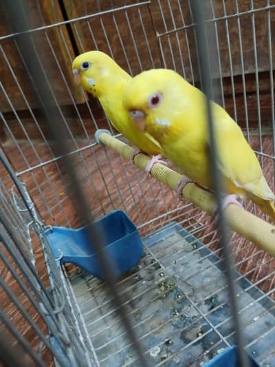 Australian Budgie Parrots Patthy