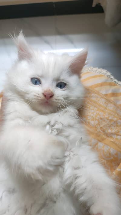 Persian male kitten
