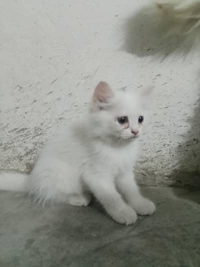 kittens for sale