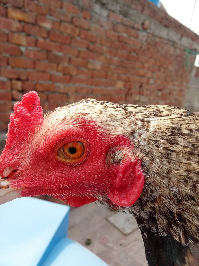 java aseel patha 2