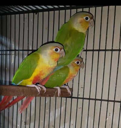 Pinapple and Yelllow Sided Conure Females For Sale