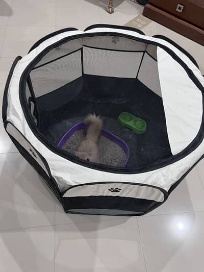 Persian cat for sale