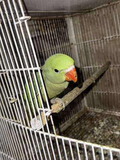raw parrot handtamed