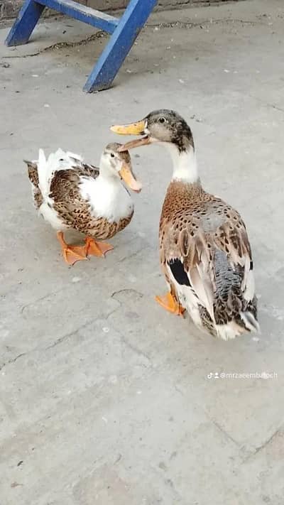 Ducks pair avliable Breeder pair healthy and active location lhr