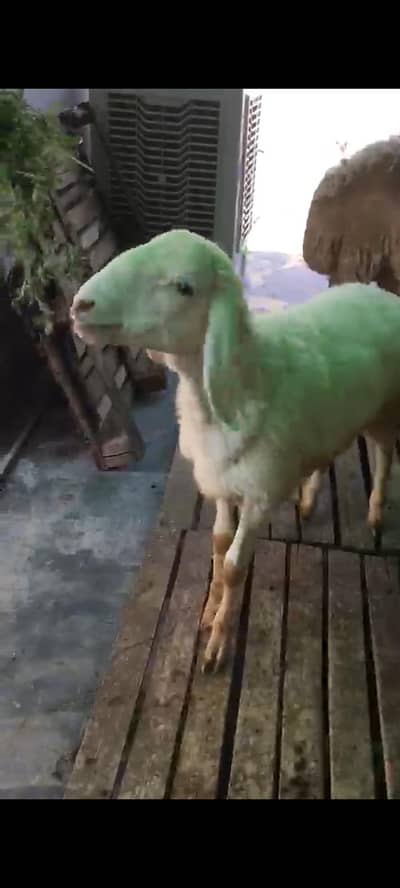 shoq wali chiz hai 2027 ki qurbani k Liye acha teyar hoga