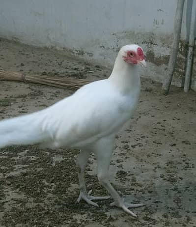 Heera phatha & chicks for sale