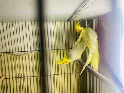 common white breeder pair with history