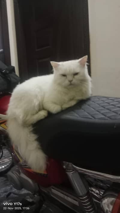 male cats