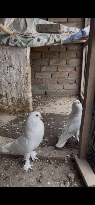 Balloon pigeon
