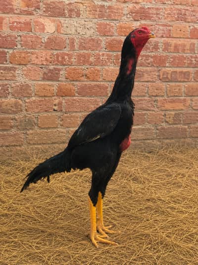 Pure Royal Black King Shamo Pair – Strong Bloodline | Healthy & Activ
