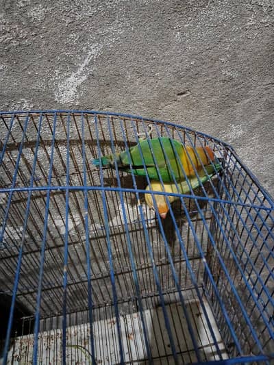 male fishar female  parblue. . . . . . . . 03226025050
