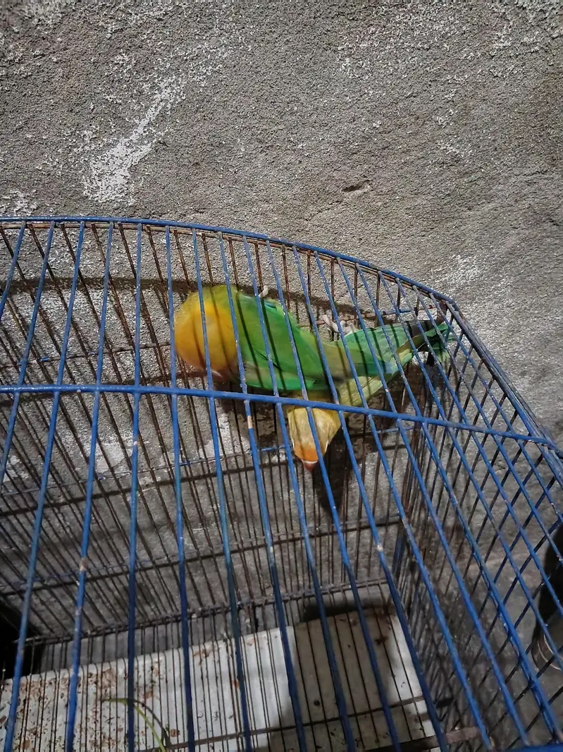 male fishar female  parblue. . . . . . . . 03226025050 — photo 2