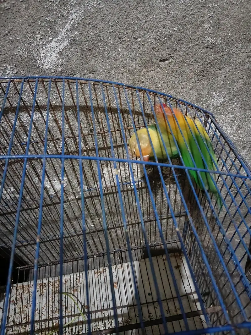 male fishar female  parblue. . . . . . . . 03226025050 — photo 3