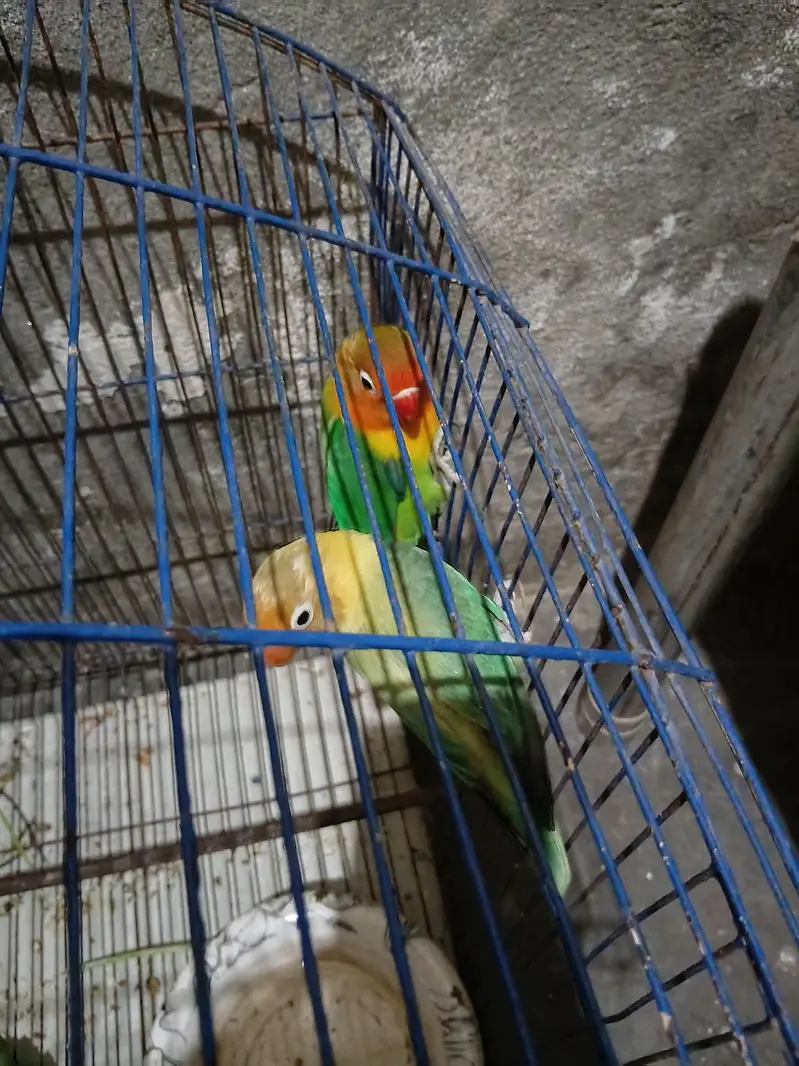 male fishar female  parblue. . . . . . . . 03226025050 — photo 4