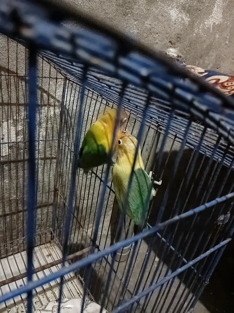 male fishar female  parblue. . . . . . . . 03226025050 — photo 7