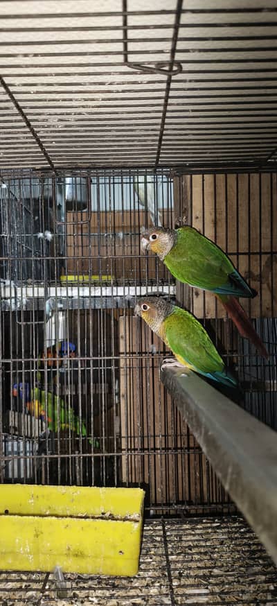 Green cheek