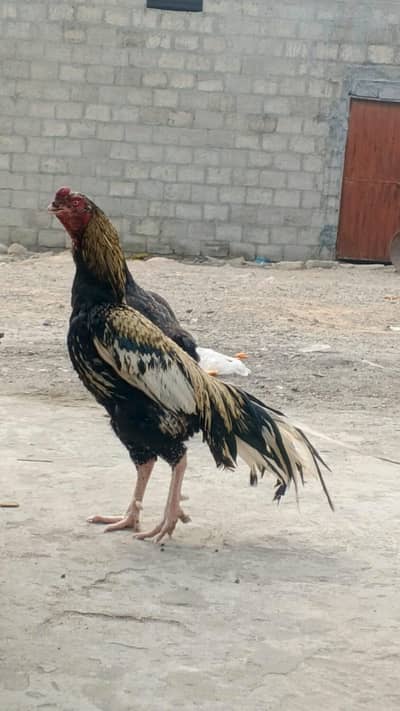 Pure Aseel Rooster – 2 Years Old