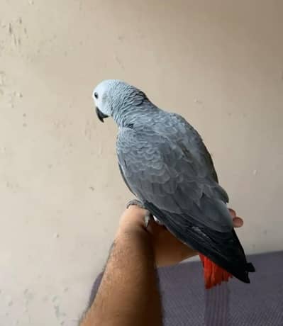 African grey parrot handtame talking
