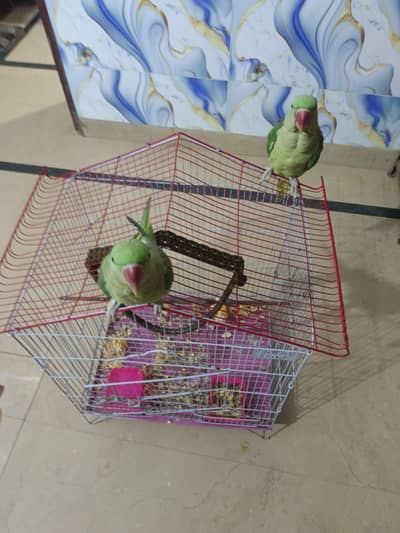 Pahari tota