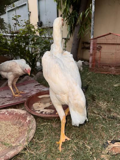 2 Female Shamo