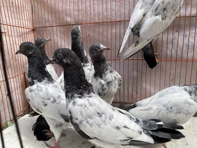 Tedy Rampuri golden chiks