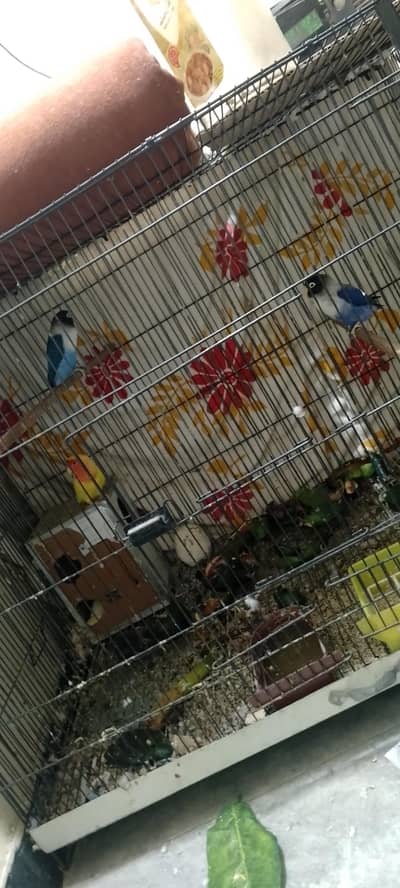 parrots