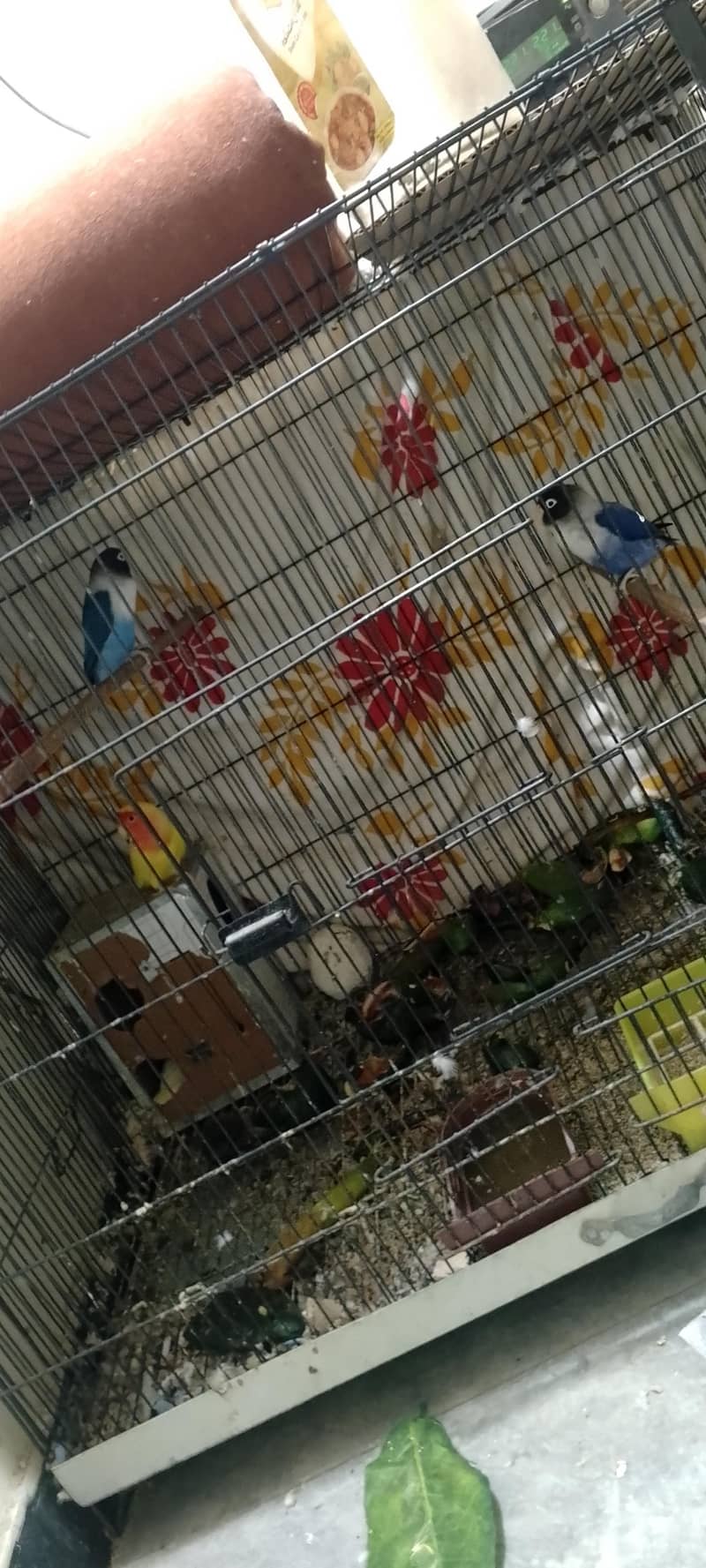 parrots 0
