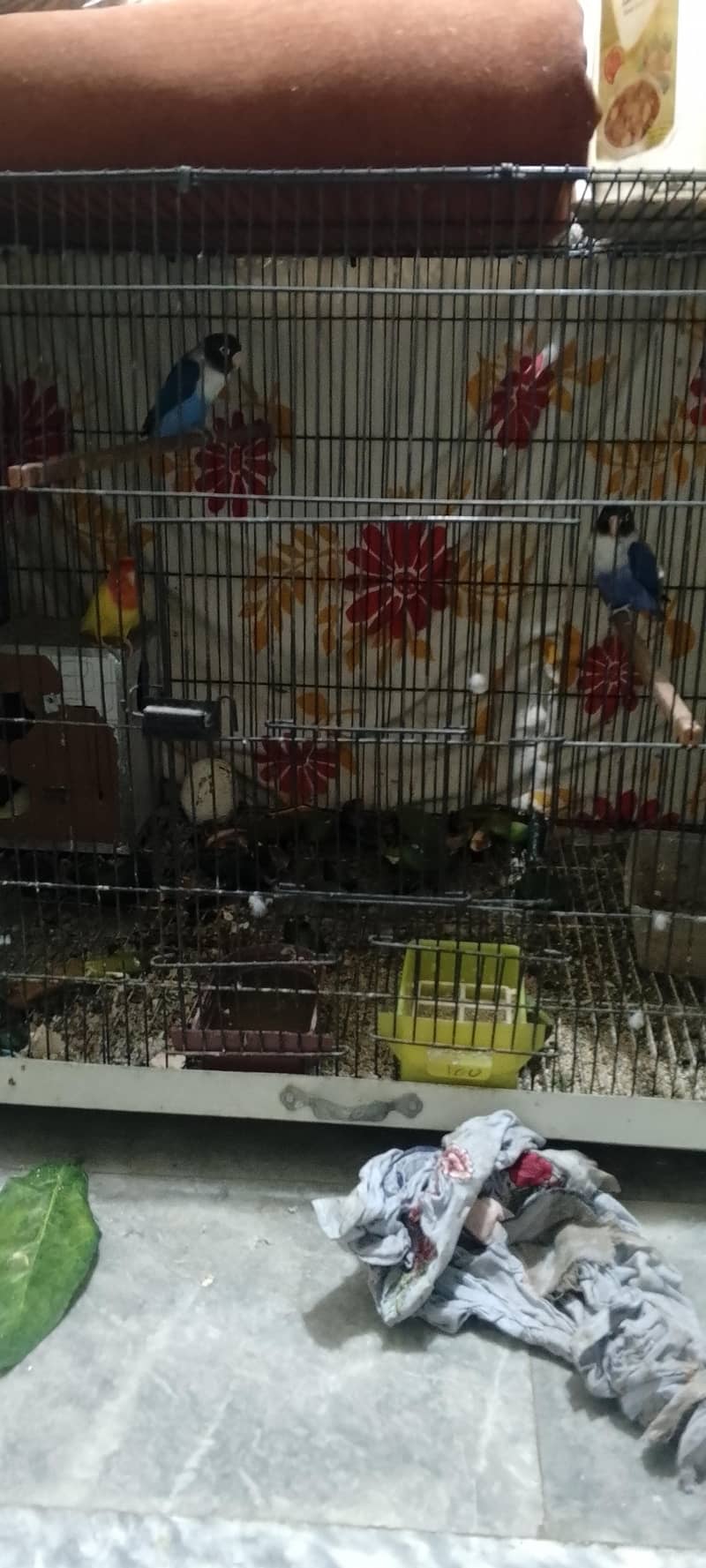 parrots 1