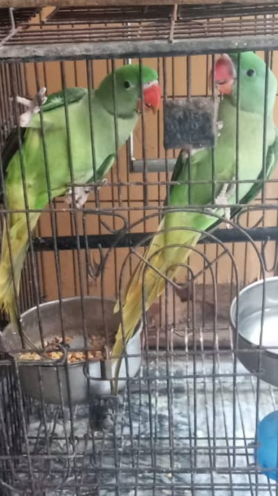 This is  Raw Parrot  in good quality For contact call +92 321 4009979