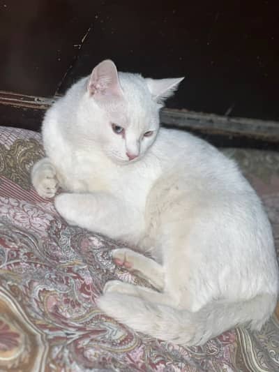 White persion cat