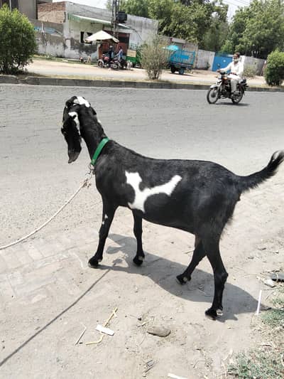 Sirf Pasay chaiya bakri ko koi masla nahi ha