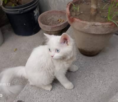 white Persian cat