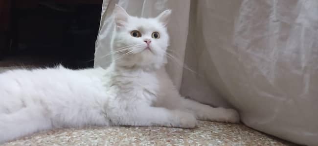 Pure white Persian cat.
