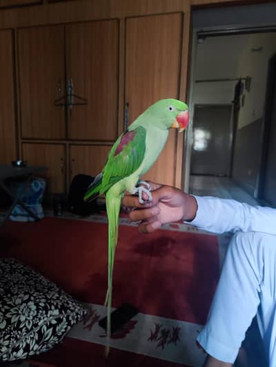 raw female hand tame 0bite for sale